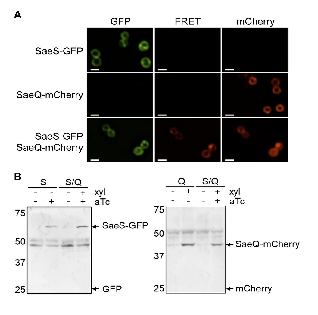 FRET protein to protein interactions