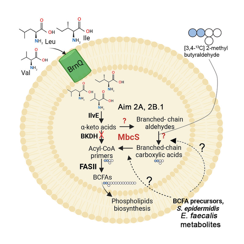 Proposed MbcS-dependent pathway